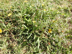 Grindelia scorzonerifolia