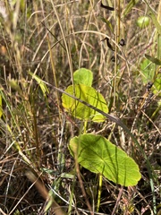 Hydrocotyle bonariensis