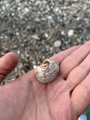Rapana venosa