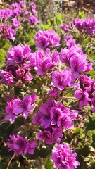 Pelargonium cucullatum