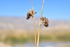 Juncus balticus