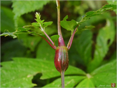 Achyranthes bidentata