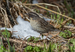 Prunella atrogularis