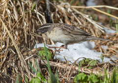 Prunella atrogularis