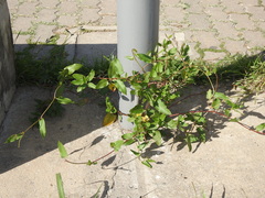 Muehlenbeckia sagittifolia