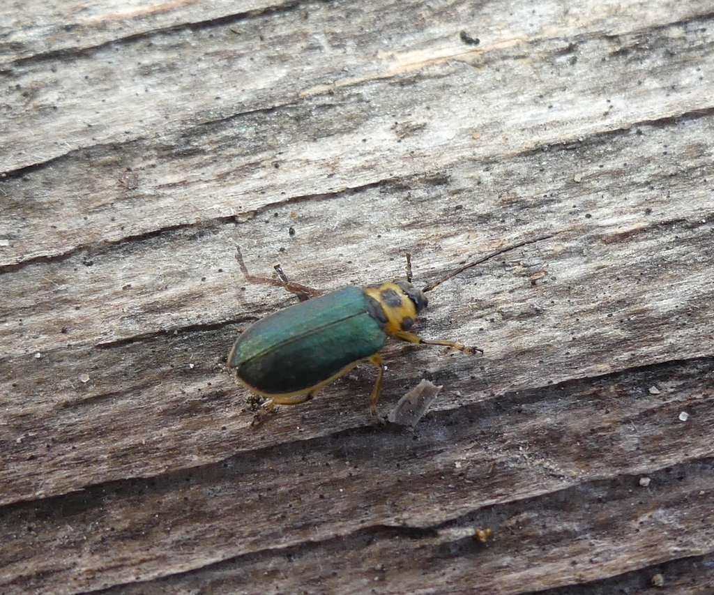 Trirhabda convergens