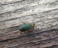 Trirhabda convergens