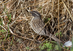 Prunella atrogularis