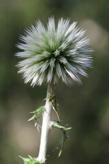 Echinops siculus