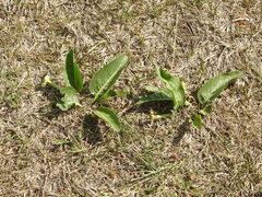Jaborosa integrifolia