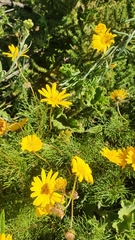 Euryops abrotanifolius
