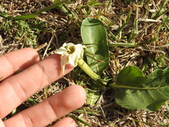 Jaborosa integrifolia