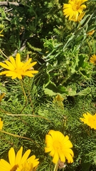 Euryops abrotanifolius