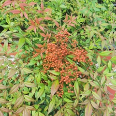 Nandina domestica