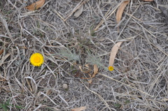 Hysterionica jasionoides
