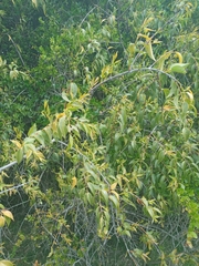 Tripodanthus acutifolius