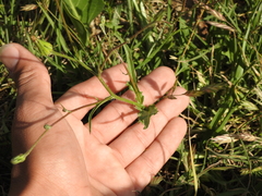 Hypochaeris albiflora