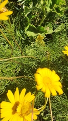 Euryops abrotanifolius