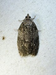 Apotomis removana