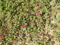 Modiolastrum gilliesii