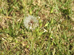 Hypochaeris albiflora