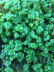 Ranunculus flabellaris