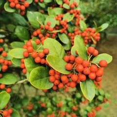Ilex hylonoma
