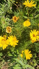 Euryops abrotanifolius