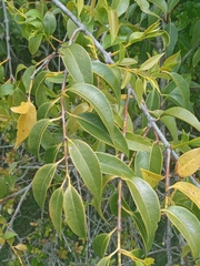 Tripodanthus acutifolius