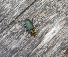 Trirhabda convergens