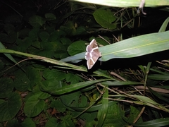 Bastilla praetermissa