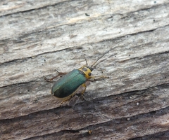 Trirhabda convergens