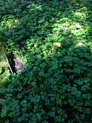 Ranunculus flabellaris