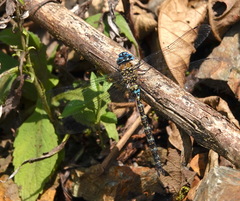 Rhionaeschna obscura