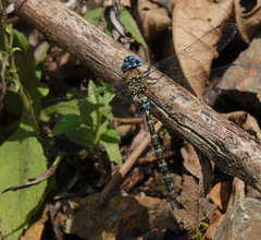Rhionaeschna obscura