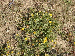 Grindelia scorzonerifolia