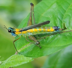 Eumastacidae