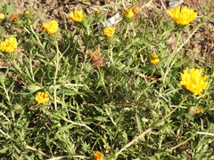 Grindelia scorzonerifolia