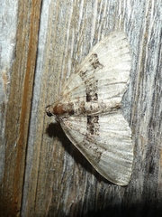 Xanthorhoe lacustrata