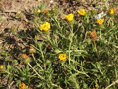Grindelia scorzonerifolia