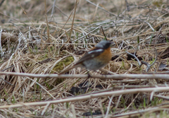 Phoenicurus erythronotus