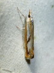 Catoptria latiradiellus