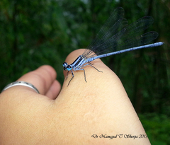 Calicnemia pulverulans