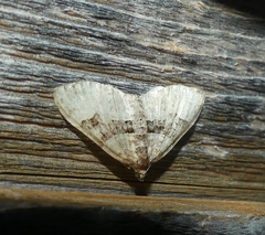 Xanthorhoe lacustrata