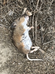 Peromyscus sonoriensis