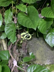 Trimeresurus albolabris