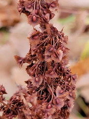 Rumex stenophyllus