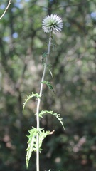 Echinops siculus