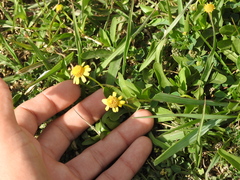 Acmella decumbens