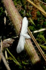 Idaea longaria